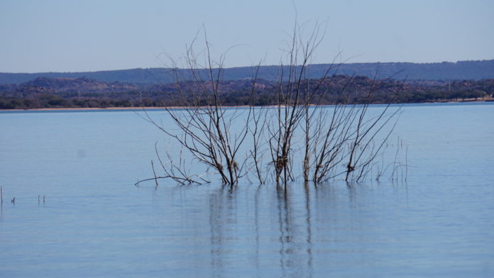 Tree underwater